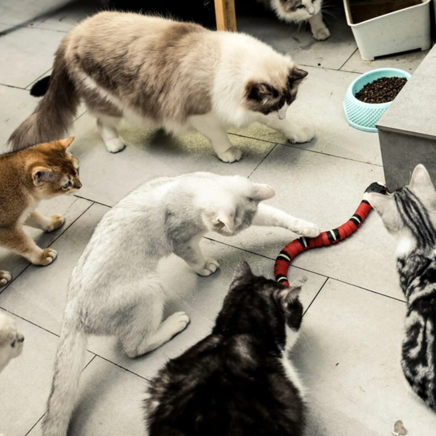 Interaktiv kattleksak med rörelsesensor – Jaktlek som håller katten aktiv